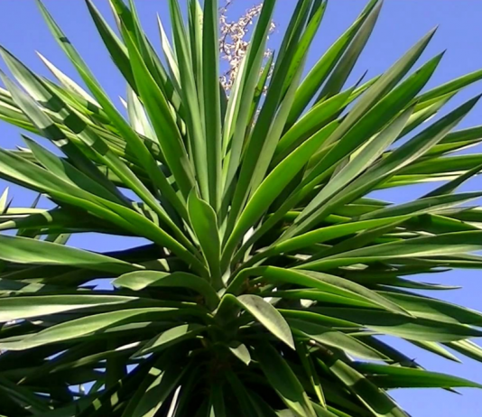 “Iuca (Yucca sp.)”, per Pep Aguadé