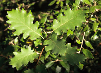 roure-i-les-propietats-astringents-guia-de-reus