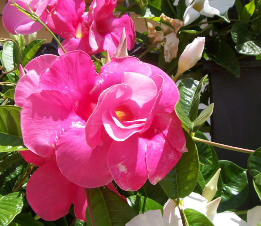 Mandevilla (Dipladenia sanderi) per Pep Aguadé