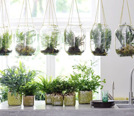 Consells generals per a plantes d’interior per Pep Aguadé cuidados plantas interior
