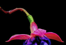 Fúcsia (Fuchsia sp.)