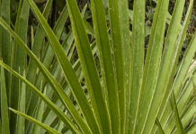 Margalló (Chamaerops humilis)