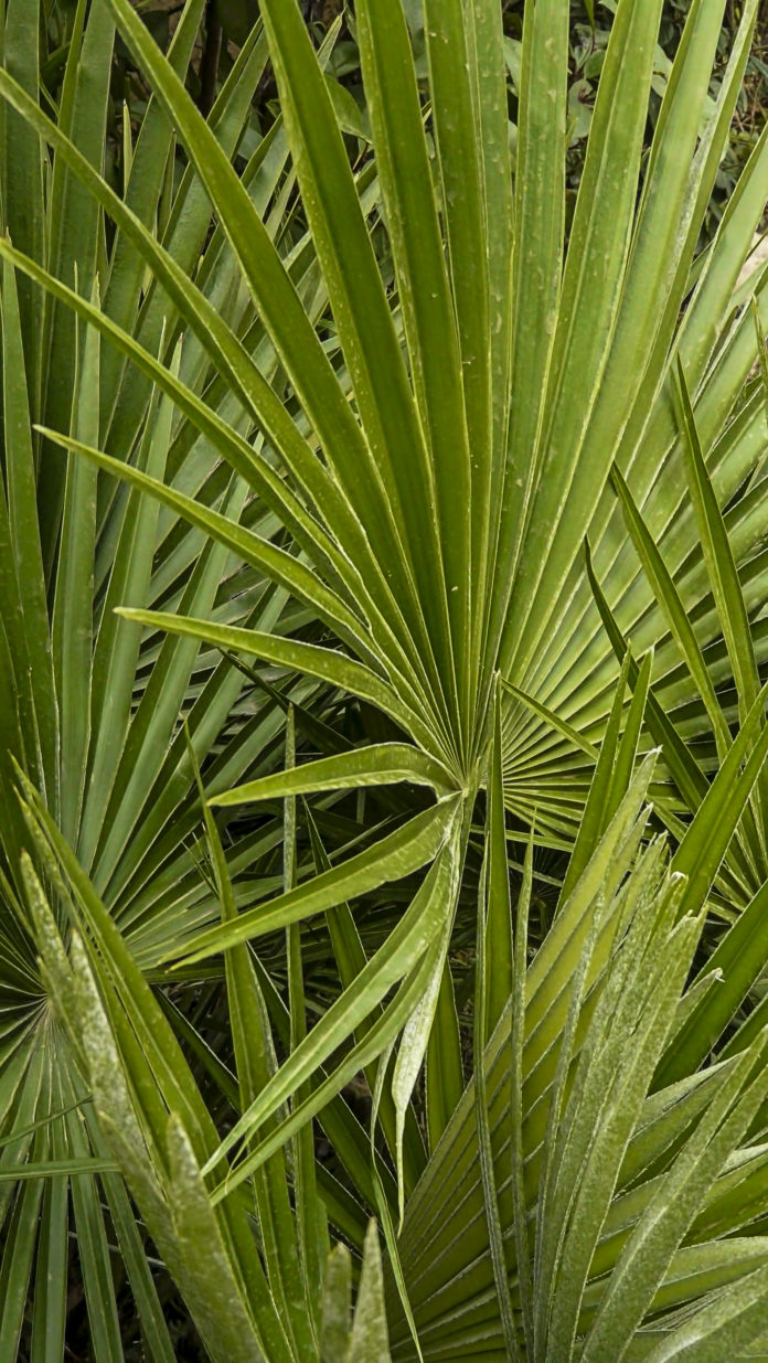 Margalló (Chamaerops humilis)