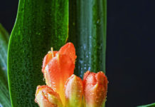 Clívia (Clivia miniata Regel) per Pep Aguadé