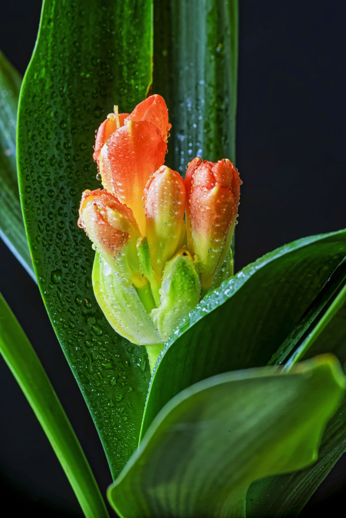 Clívia (Clivia miniata Regel) per Pep Aguadé