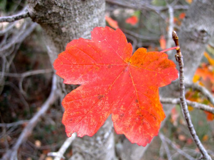 Colors de tardor