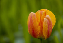 Tulipa (Tulipa sp.)