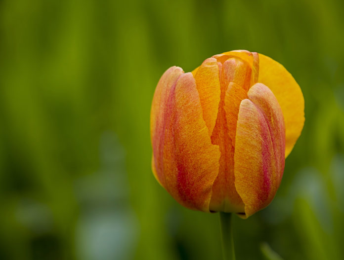 Tulipa (Tulipa sp.)