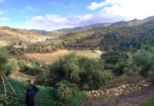 Priordei crea escapades de oleoturisme pel Priorat coincidint amb la campanya de l'oliva