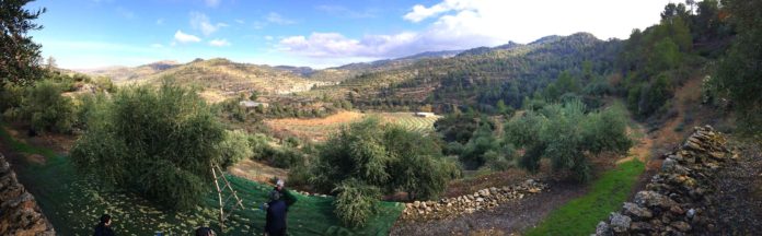 Priordei crea escapades de oleoturisme pel Priorat coincidint amb la campanya de l'oliva