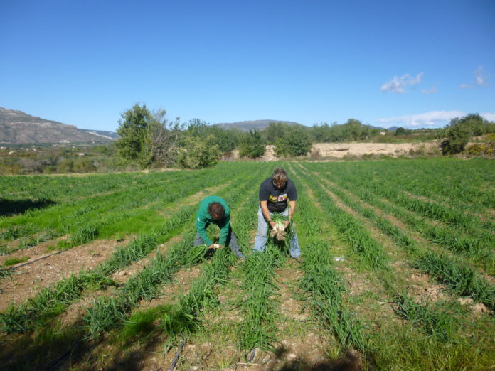 Els primers calçots tendres de la temporada