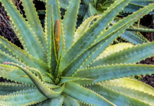 Àloe (Aloe arborescens), per Pep Aguadé
