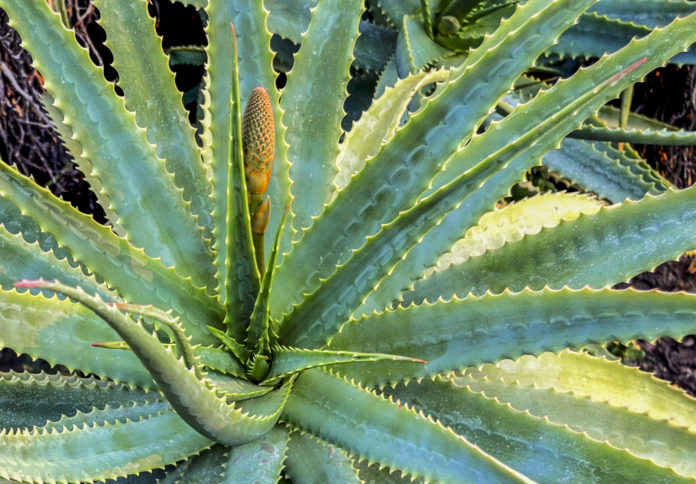 Àloe (Aloe arborescens), per Pep Aguadé