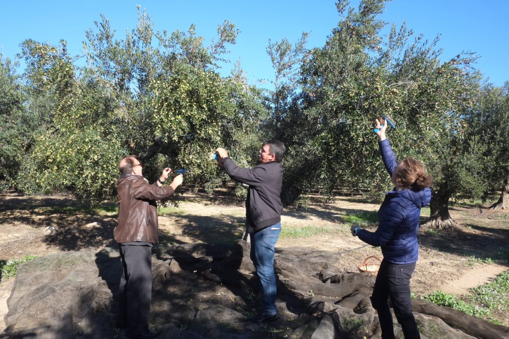 La DOP Siurana presenta l’oli nou