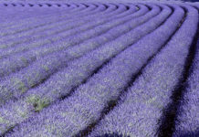Espígol (Lavandula angustifolia) per Pep Aguadé