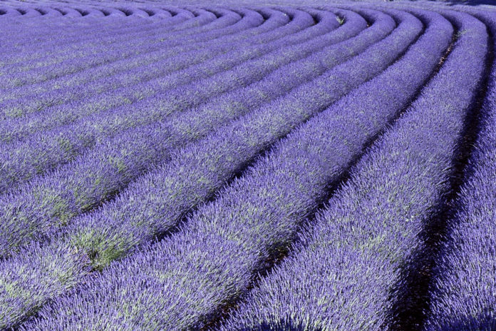 Espígol (Lavandula angustifolia) per Pep Aguadé