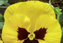 Pensament (Viola x wittrockiana) per Pep Aguadé