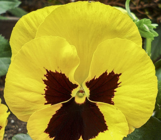 Pensament (Viola x wittrockiana) per Pep Aguadé