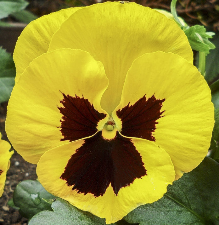 Pensament (Viola x wittrockiana) per Pep Aguadé