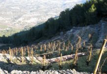 "Entre vinyes" `per Ester Borràs Giol