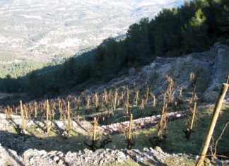 "Entre vinyes" `per Ester Borràs Giol