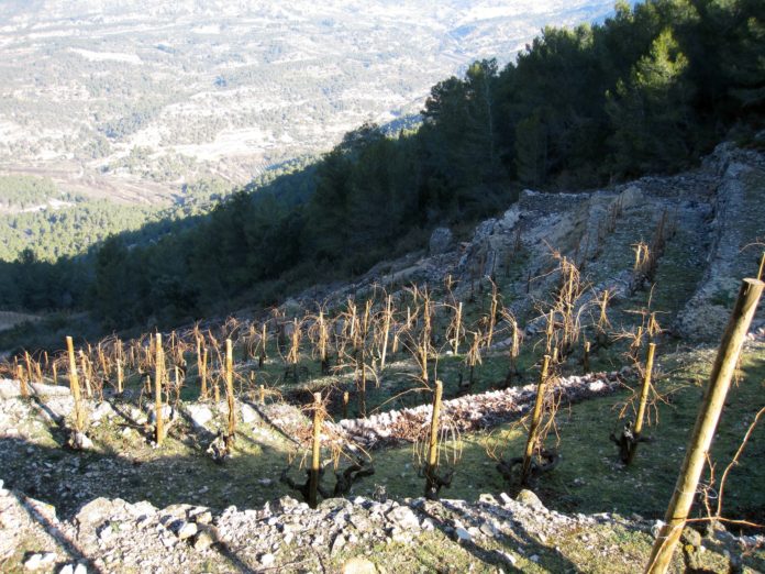 "Entre vinyes" `per Ester Borràs Giol