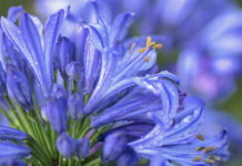 Agapant (Agapanthus africanus) per Pep Aguadé