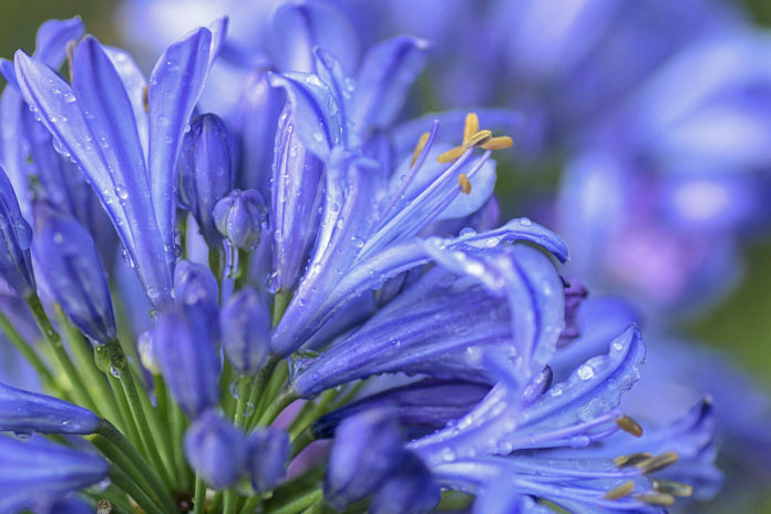 Agapant (Agapanthus africanus) per Pep Aguadé