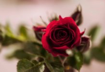 Concurs Nacional de Roses
