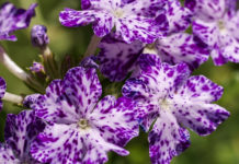 Berbena (Verbena x hybrida Voss)