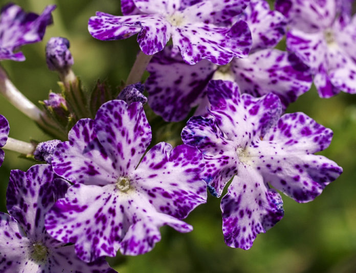 Berbena (Verbena x hybrida Voss)