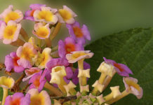 Flor