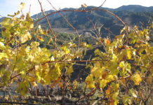 Vinyes i paisatge al Priorat