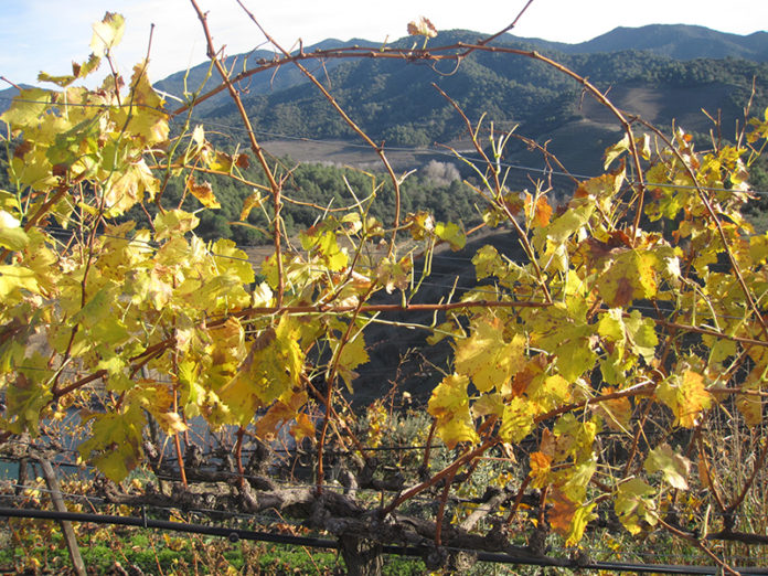 Vinyes i paisatge al Priorat