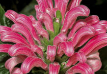 Jacobínia (Justicia carnea)