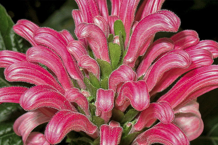 Jacobínia (Justicia carnea)