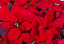 Flor de Nadal