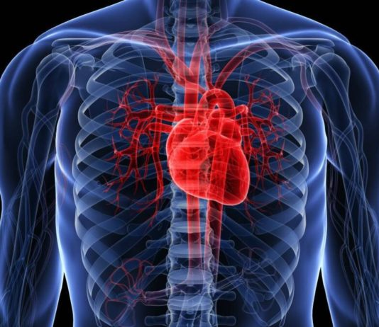 El cor, per Paco Llevat El cor