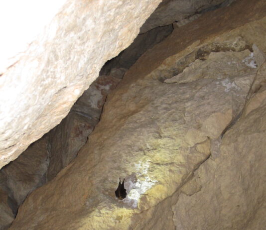 Els camins de la prehistòria: Les coves del Rufino, per Ester Borràs Giol Els camins de la prehistòria: Les coves del Rufino, per Ester Borràs Giol