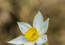 Narcís (Narcissus tazetta)