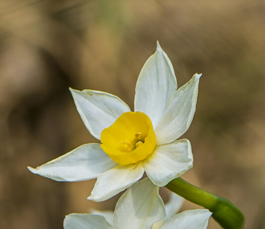 Narcís (Narcissus tazetta) Narcís (Narcissus tazetta)