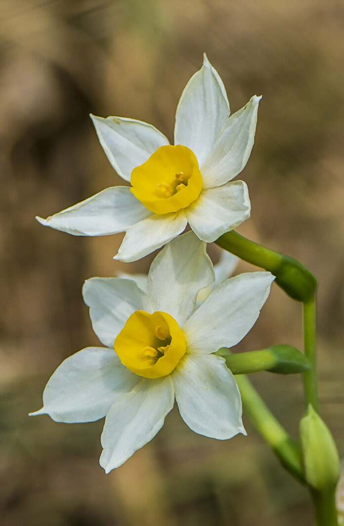 Narcís (Narcissus tazetta)