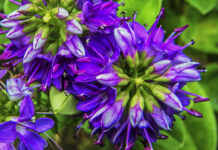 Verònica (Veronica speciosa)