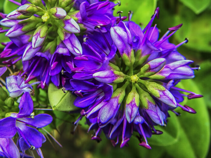 Verònica (Veronica speciosa)