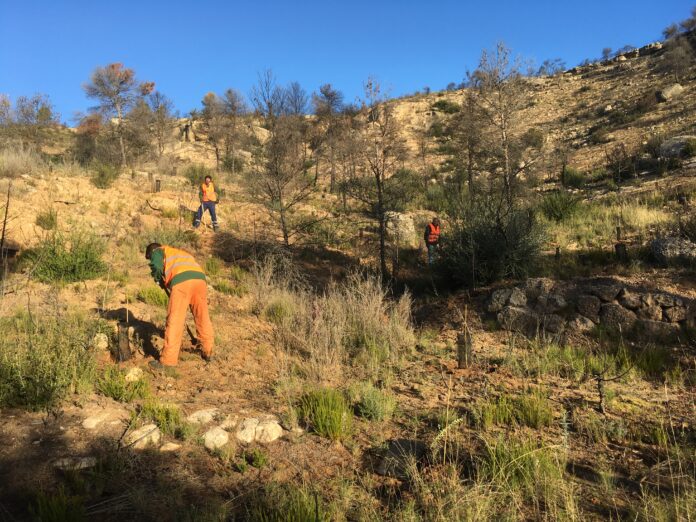 Fundació Repsol Reforesta a Flix