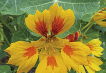 Caputxina (Tropaeolum majus)