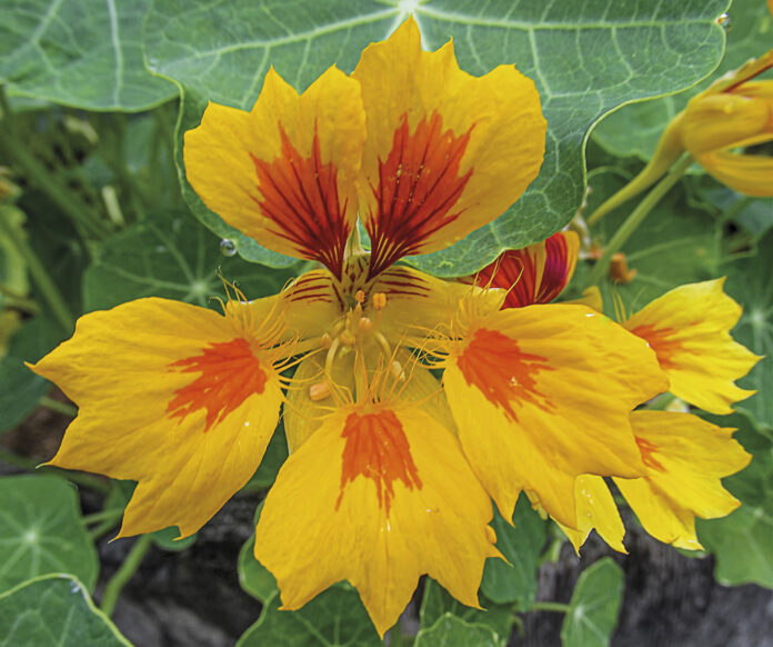 Caputxina (Tropaeolum majus)