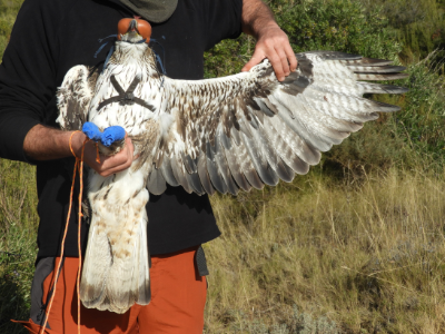 El Parc Natural de Montsant inicia un projecte de radioseguiment d'una parella d'àguila cuabarrada