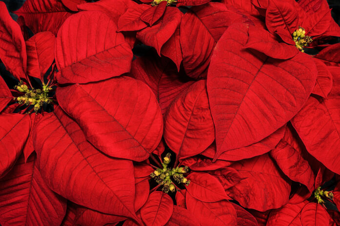 Flor de Pasqua (Planta de Nadal), per Pep Aguadé