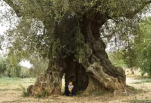 Oliveres mil·lenàries, per Ester Borràs Giol